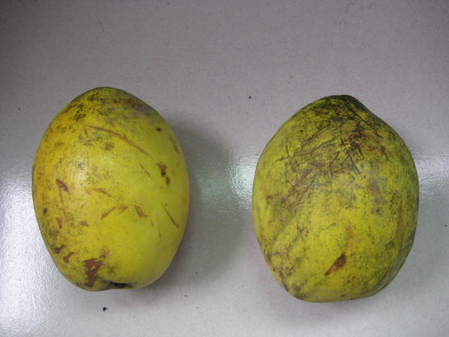 Ƭ 1296.jpg