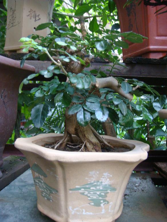 DSC05490.JPG