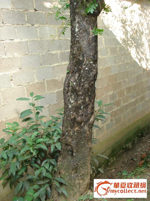 Լ100СҶ̴ֱԼ40CM.jpg