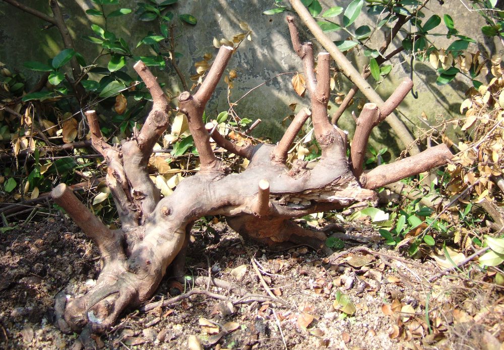 DSCF4416.JPG