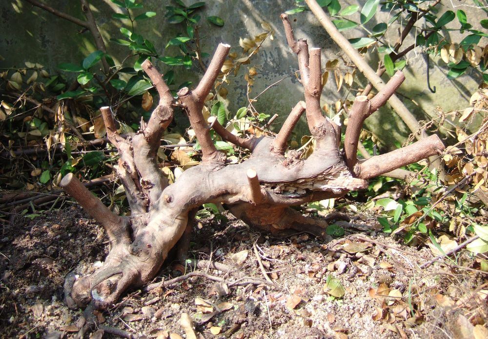DSCF4414.JPG