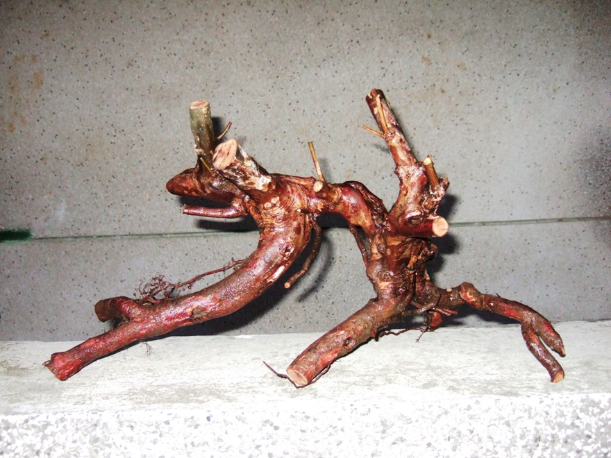 DSCF2551.JPG