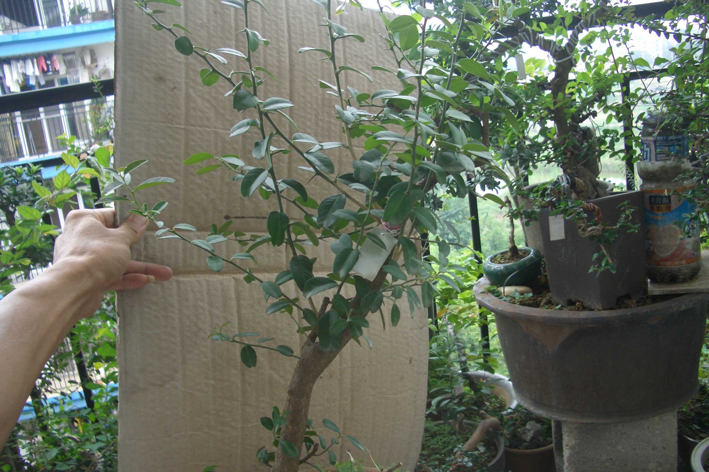 CIMG7054.JPG