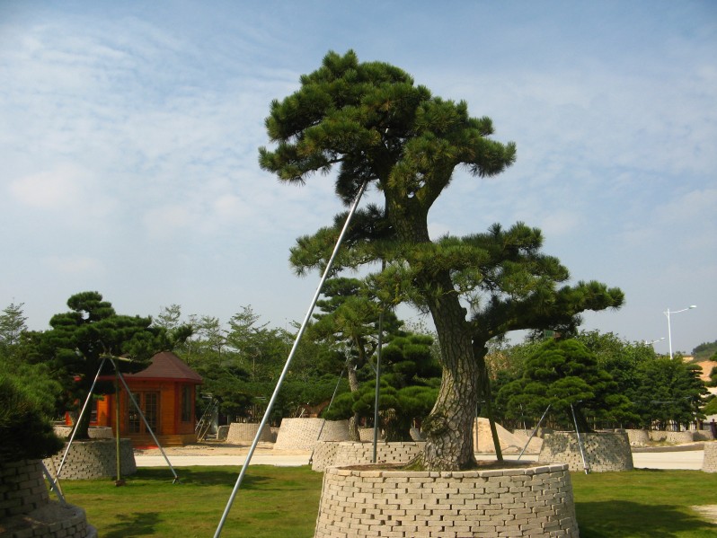 conew_img_7634.jpg