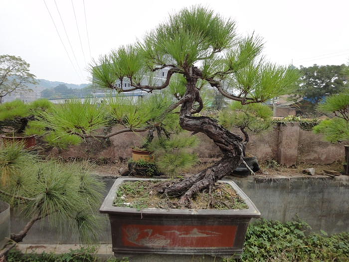 DSC02762.jpg