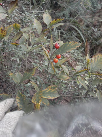 IMG_20131104_.jpg