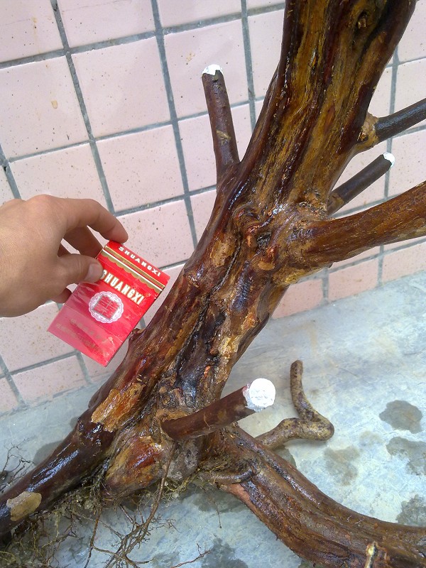 Ƭ570.jpg