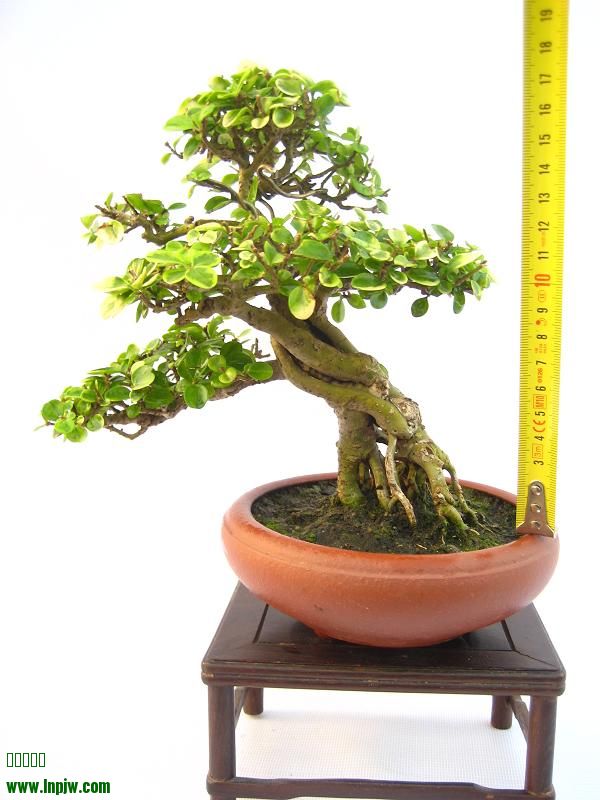ߴ綼20cm