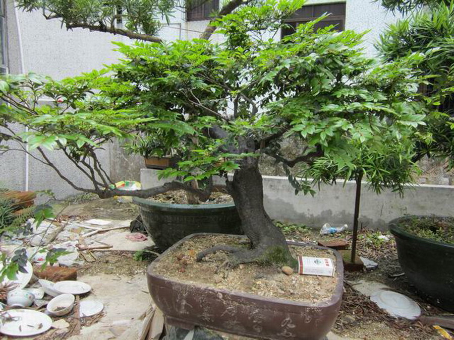 psbCA74D2BG.jpg