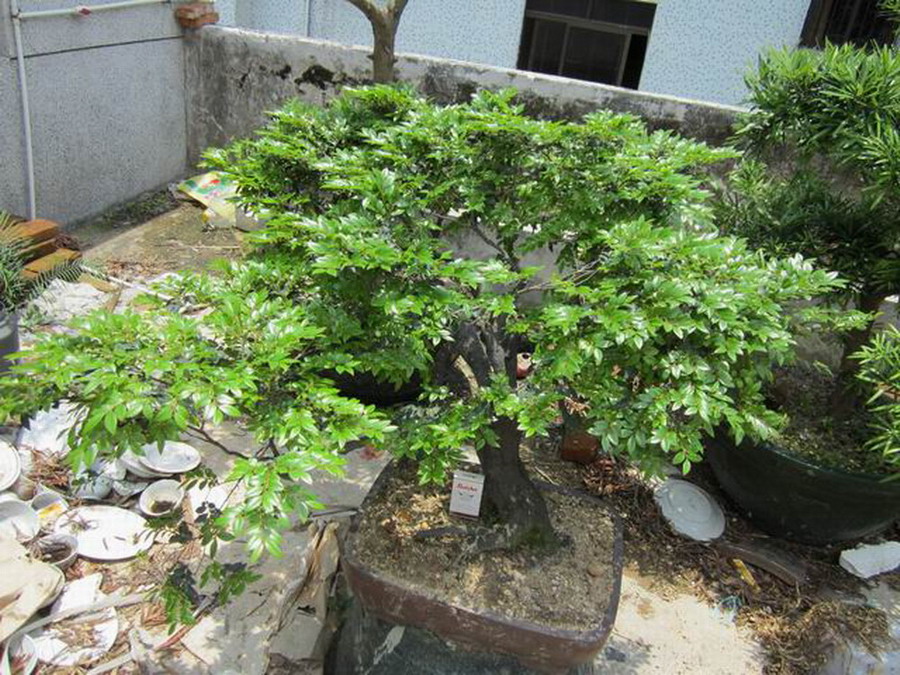 psbCAVWF30X.jpg