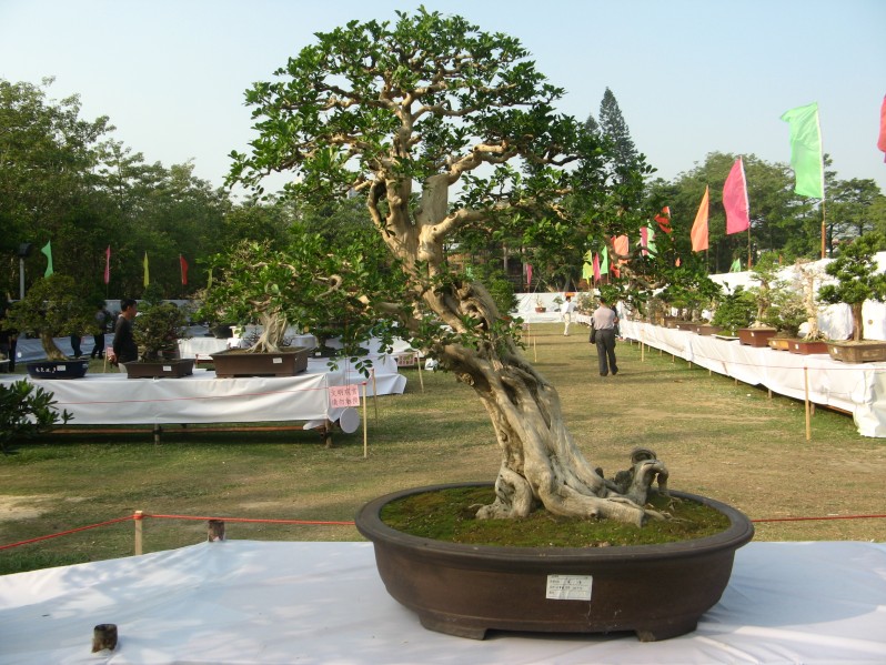conew_img_7697.jpg