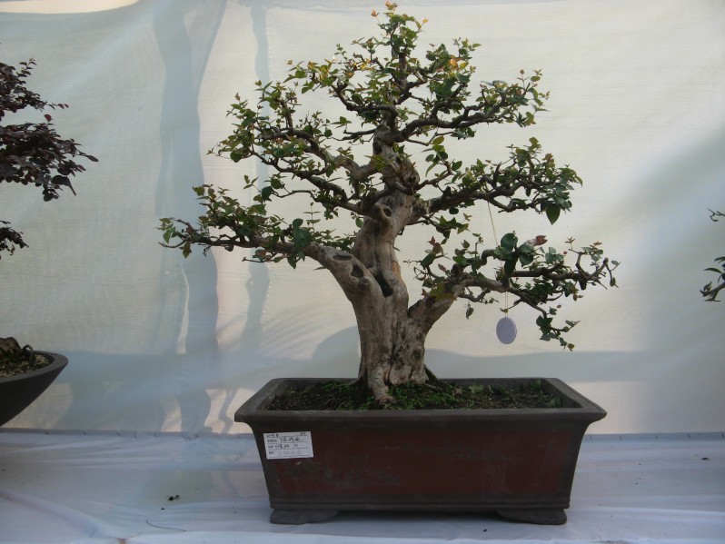 conew_img_7709.jpg