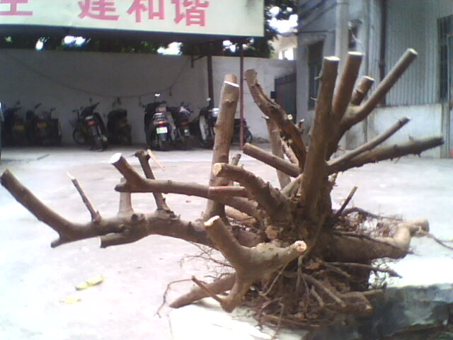 IMG1174A.jpg