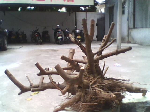 IMG1175A.jpg