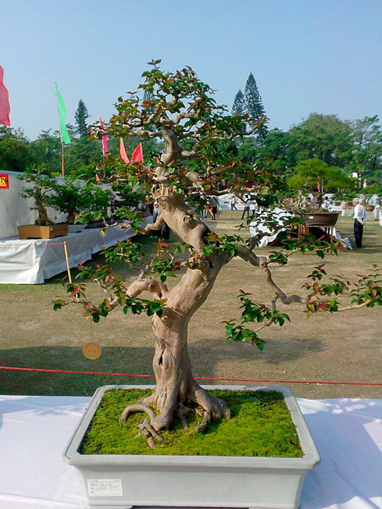 IMG20131108005_.jpg