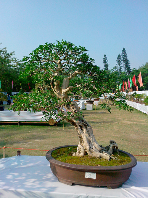 IMG20131108014_.jpg