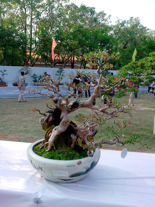 IMG20131108017_.jpg