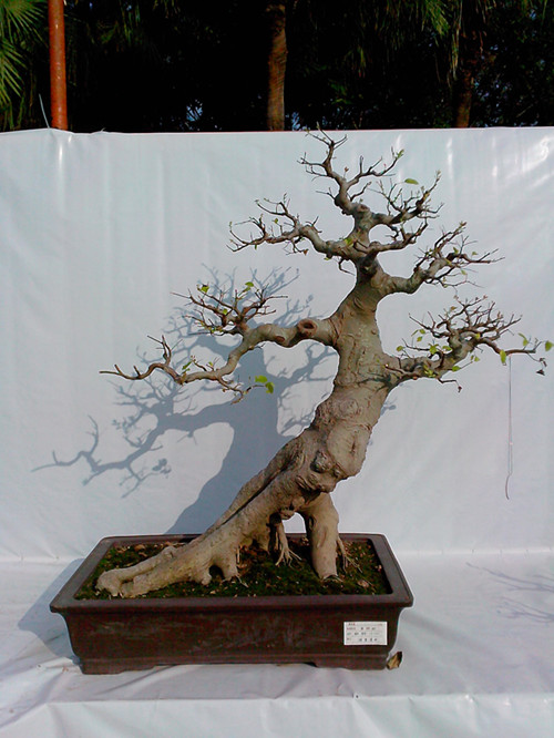 IMG20131108057_.jpg