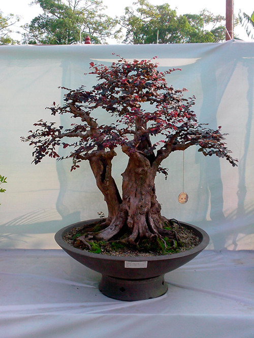 IMG20131108068_.jpg