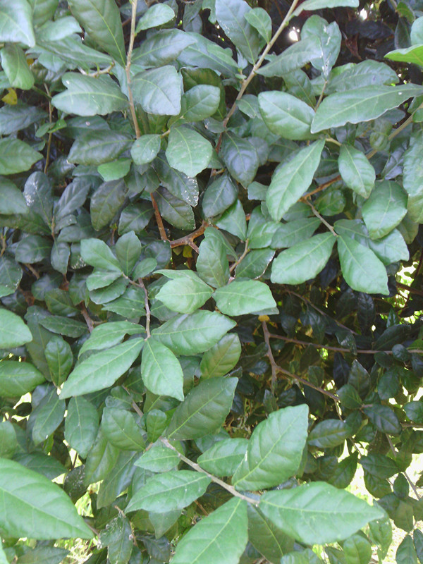 IMG_20131011_083556_.jpg