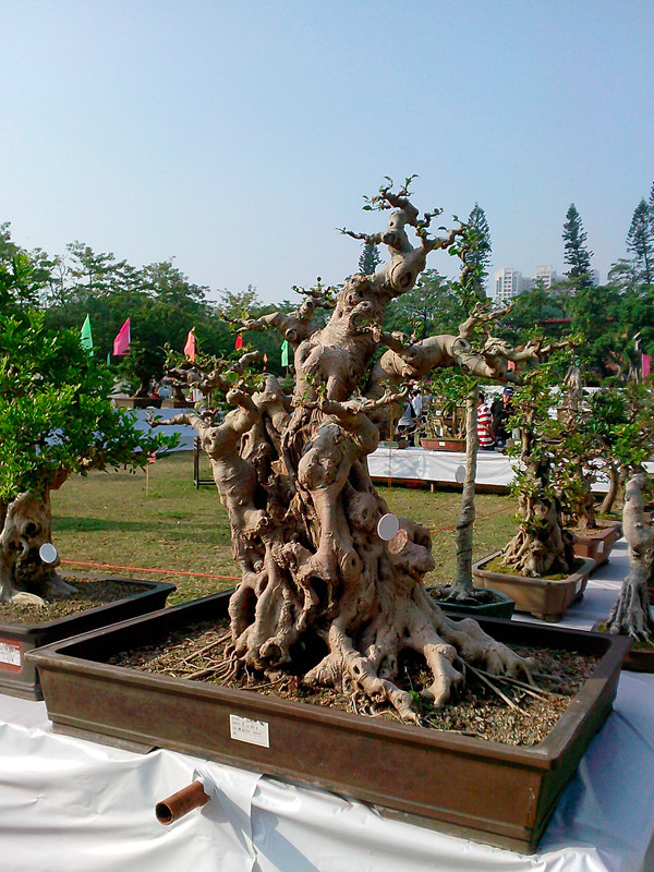 IMG20131108071_.jpg