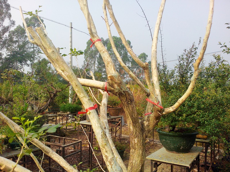 IMG20131109003.jpg
