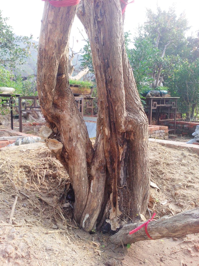 IMG20131109004.jpg