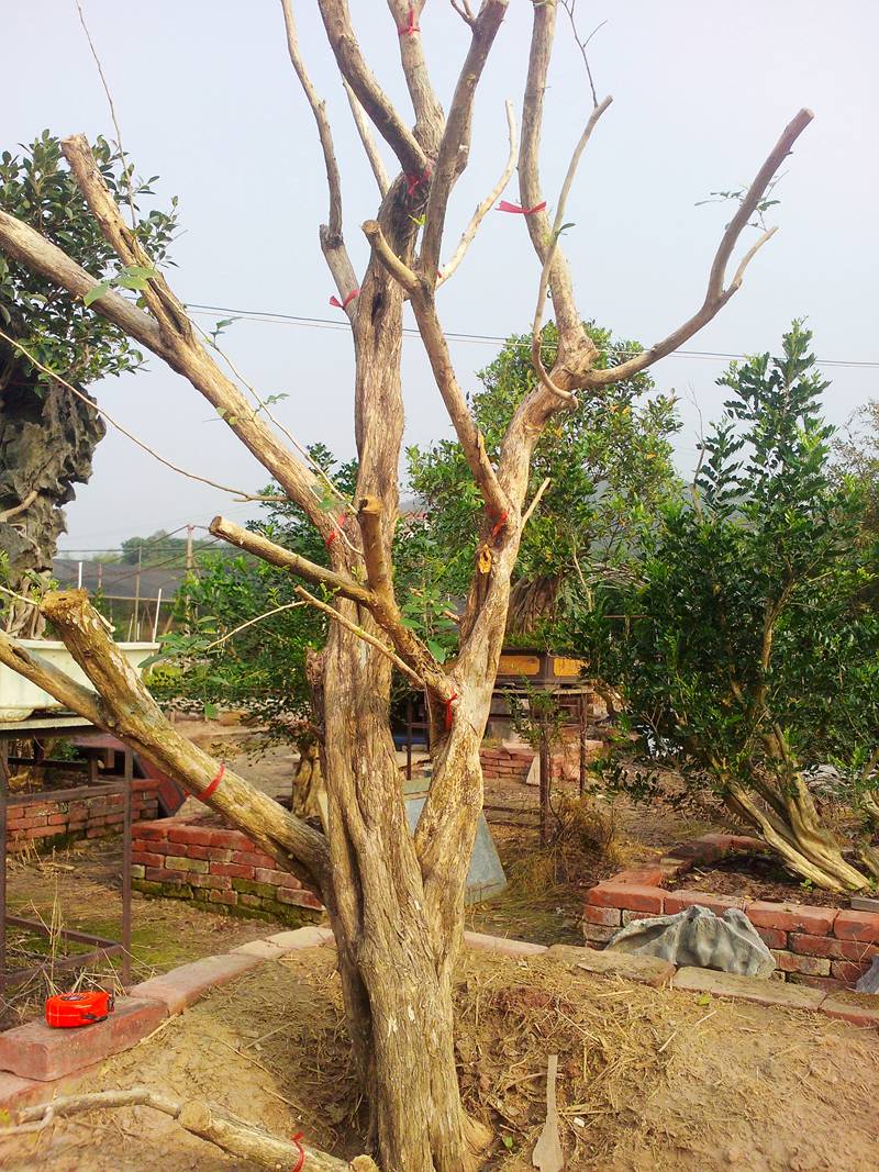 IMG20131109007.jpg