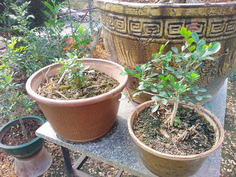 IMG20131109009.jpg