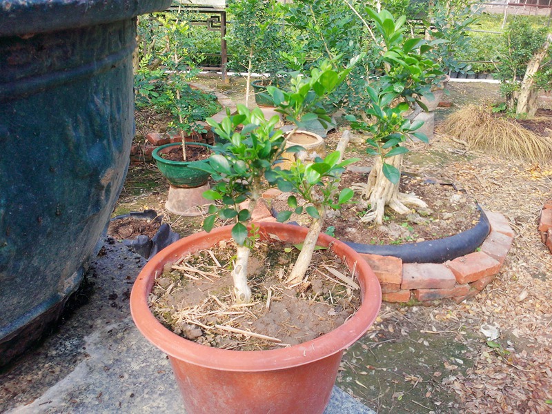 IMG20131109011.jpg