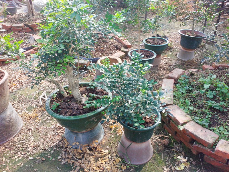 IMG20131109012.jpg
