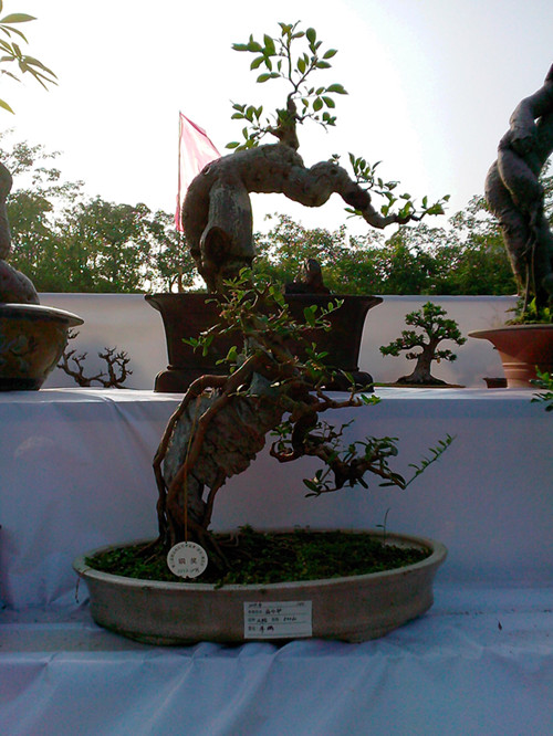 IMG20131108126_.jpg