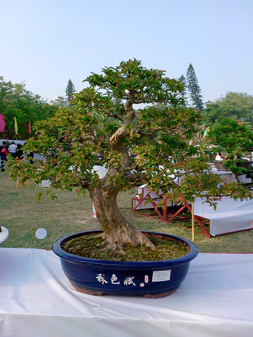 IMG20131108129_.jpg