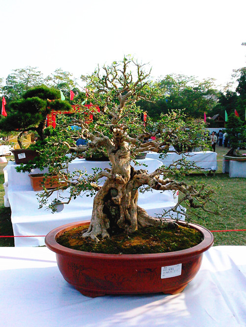 IMG20131108156_.jpg