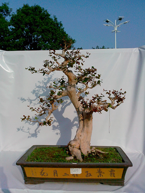 IMG20131108165_.jpg