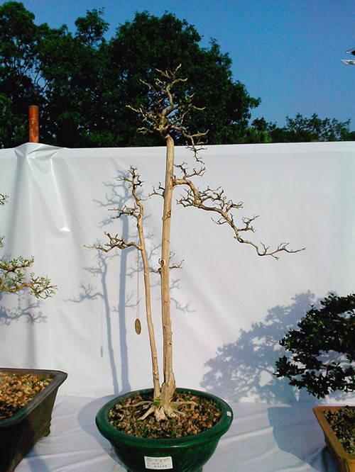 IMG20131108169_.jpg