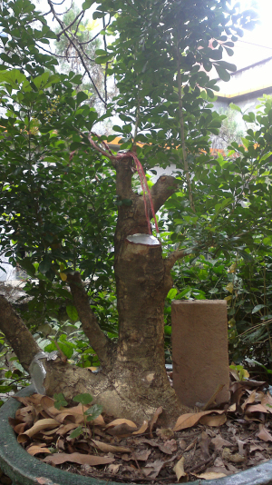20131103064.jpg