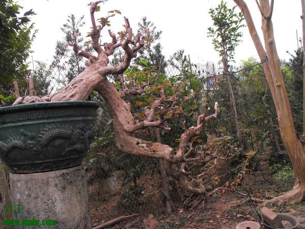 DSCF1038.JPG