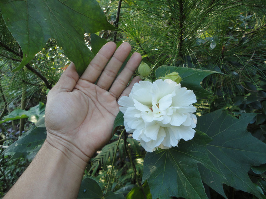 DSC02809.jpg
