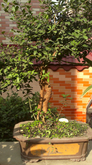 20131103052.jpg