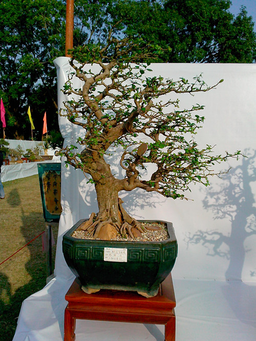 IMG20131108176_.jpg