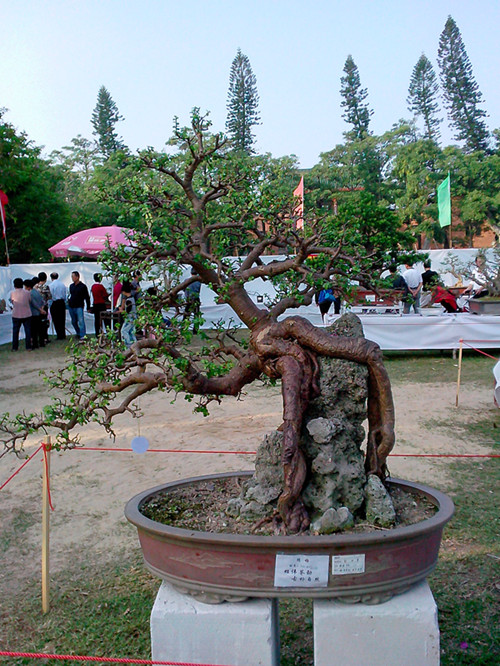 IMG20131108186_.jpg