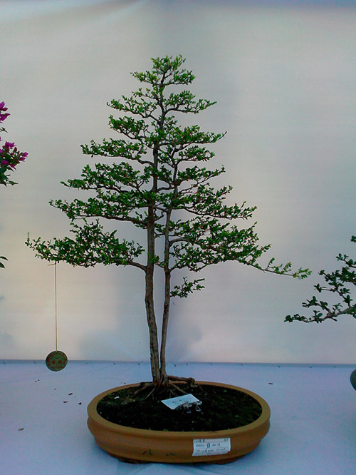 IMG20131108192_.jpg