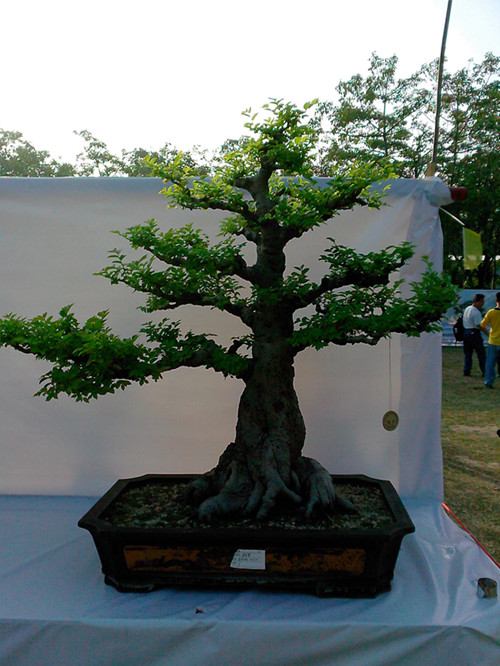 IMG20131108201_.jpg