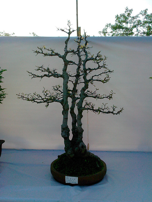 IMG20131108202_.jpg