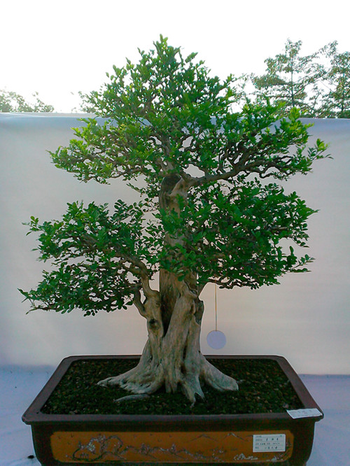 IMG20131108203_.jpg