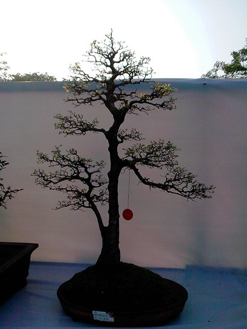 IMG20131108204_.jpg
