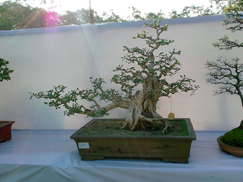 IMG20131108205_.jpg
