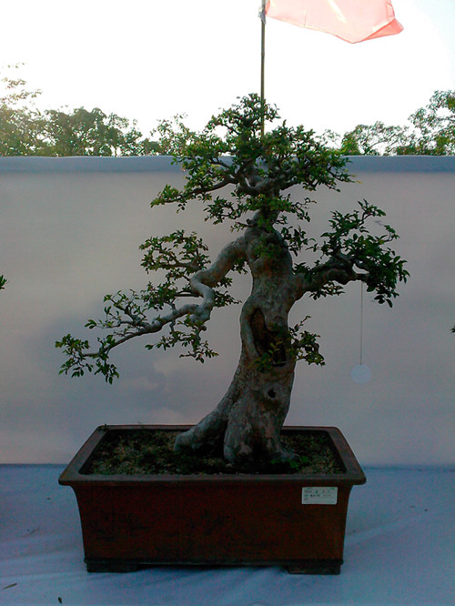 IMG20131108208_.jpg