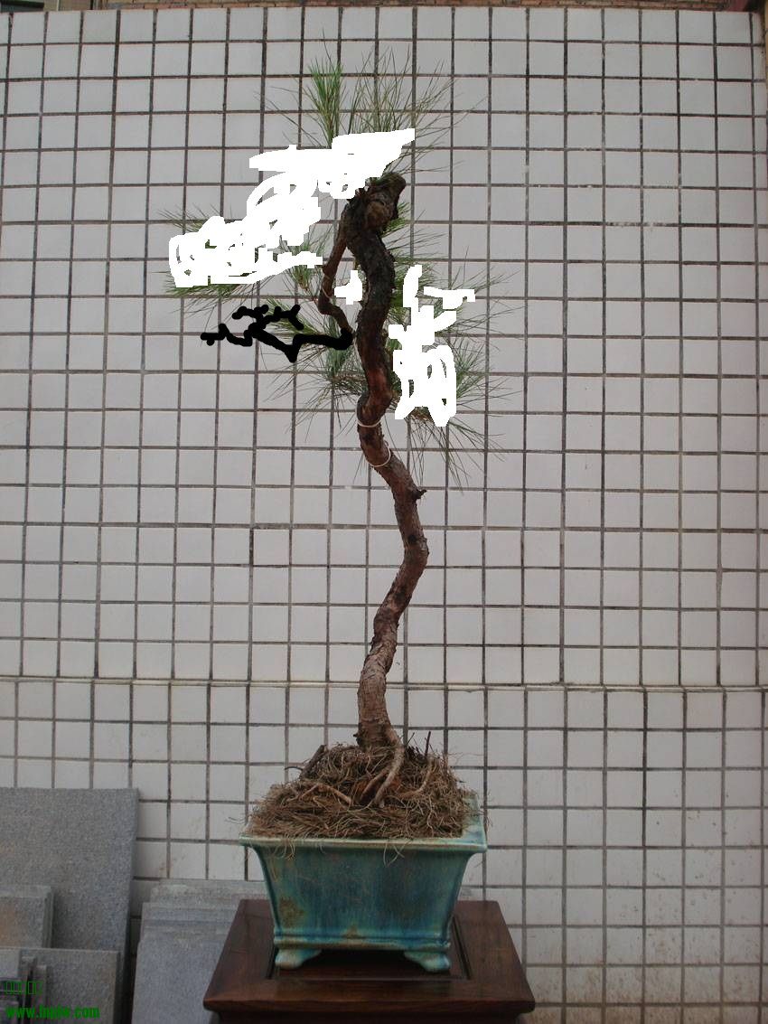 134140mfuwd6tm6jzj332f_jpg_thumb.jpg